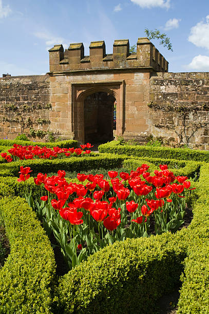 kenilworth castle kenilworth castle warwickshire the midlands england uk - red tulips in the love knot garden kenilworth castle stock pictures, royalty-free photos & images