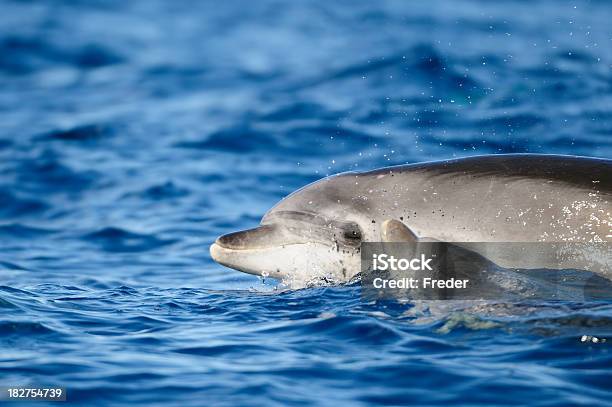 Dolphin Mother With Baby Stock Photo - Download Image Now - Dolphin Calf, Dolphin, Animal