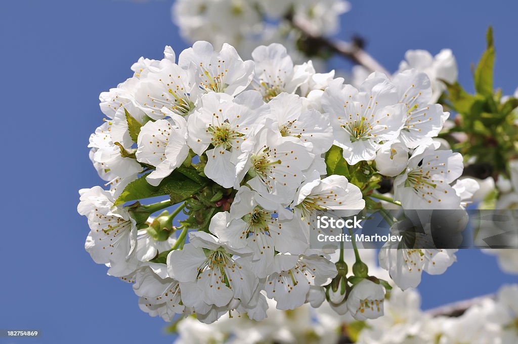 Árbol de Cerezo - Foto de stock de Agricultura libre de derechos