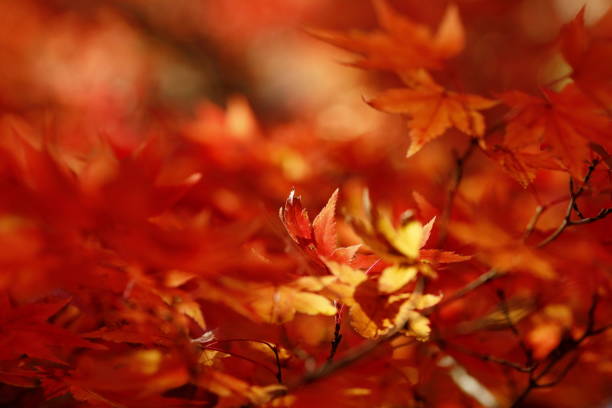 istock autumn leaves in nara 1827552503