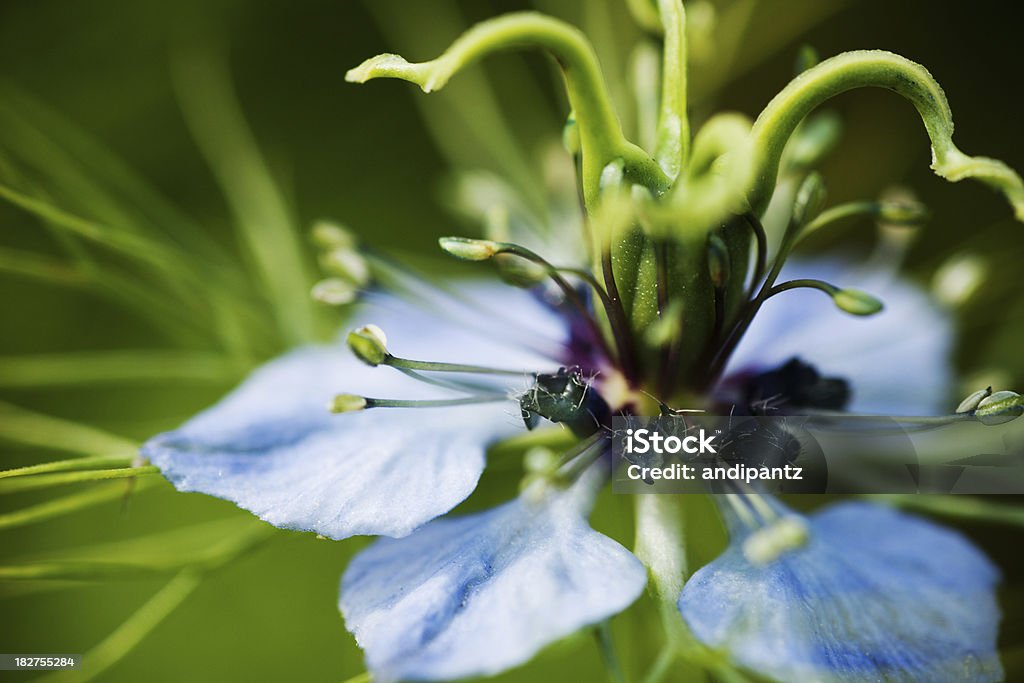 Flor azul macro - Royalty-free Ao Ar Livre Foto de stock