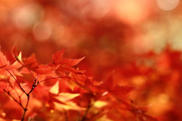 istock autumn leaves in nara 1827552890