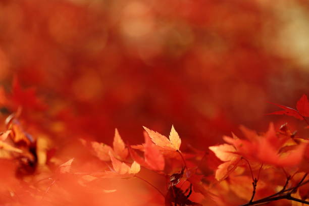 istock autumn leaves in nara 1827552914