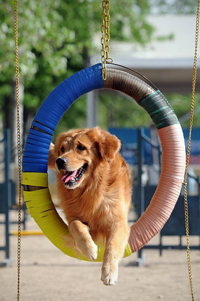 Spanish Water Dog in agility competition. Training. Dog sports equipment. Overcoming obstacles.