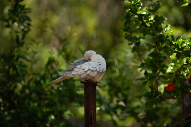 Eurasian collared dove perched on a metal post, in the garden against a green tree background