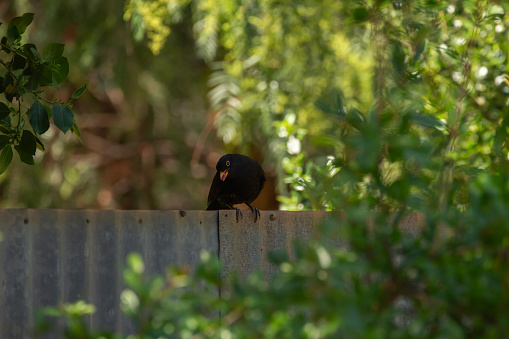 A common black bird carrying berries in its beak while perched on a metal fence in the garden