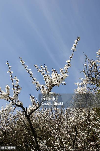 Foto de Hawthorn Árvore De Flor De Céu Azul e mais fotos de stock de Amarelo - Amarelo, Azul, Branco