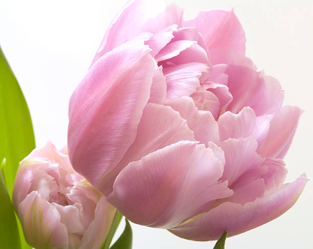 istock Beautiful Pink Tulip 182755666