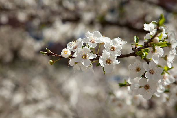 Blühende Baum – Foto