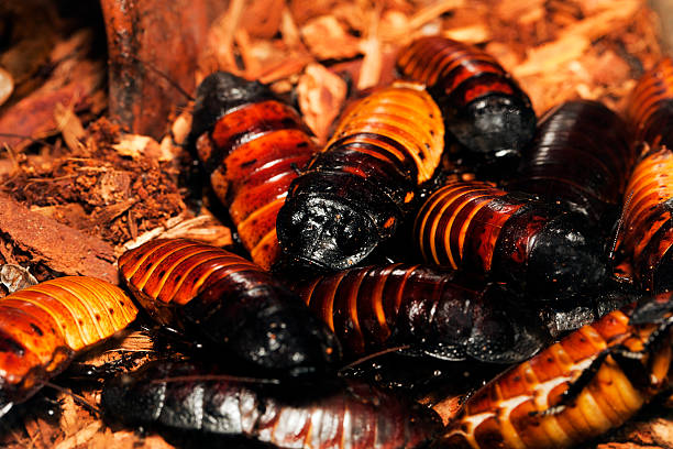 마다가스카 쉬익 소리를 내다 바퀴벌레 (gromphadorhina portentosa - cockroach hissing ugliness insect 뉴스 사진 이미지