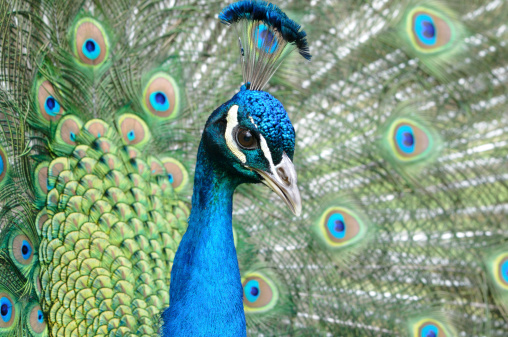 Peacock Stock Photo - Download Image Now - Animal, Animal Behavior, Animal Body Part - iStock Peacock Stock Photo - Download Image Now - Animal, Animal Behavior, Animal Body Part - iStock