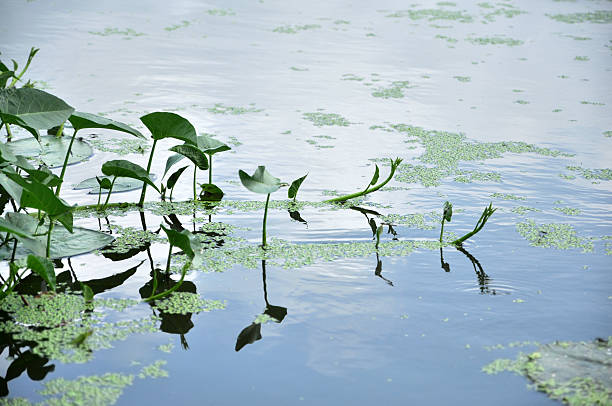 istock Peaceful Pond with Water Plant 182755948
