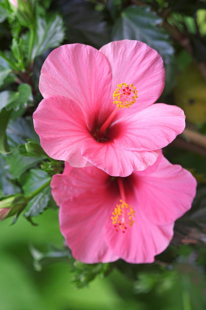 rosa flores de hibisco - nature selective focus green vertical imagens e fotografias de stock