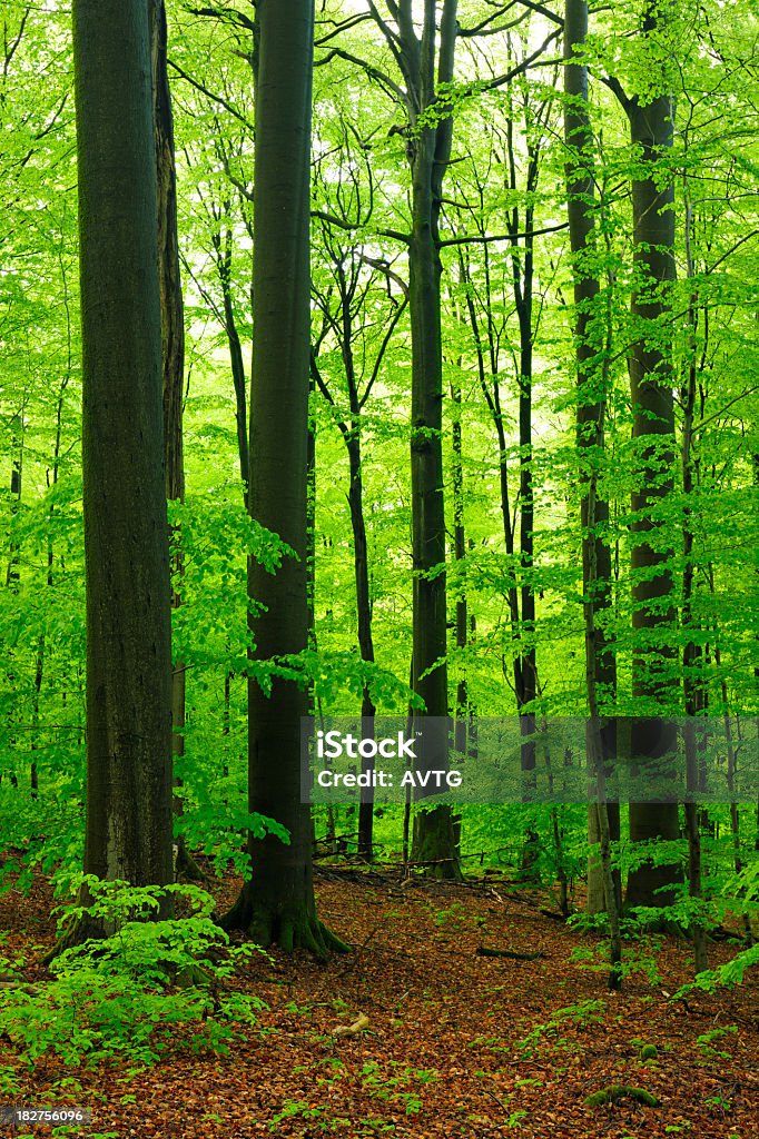 Luxuriante forêt de hêtre énormes arbres au printemps - Photo de Antique libre de droits