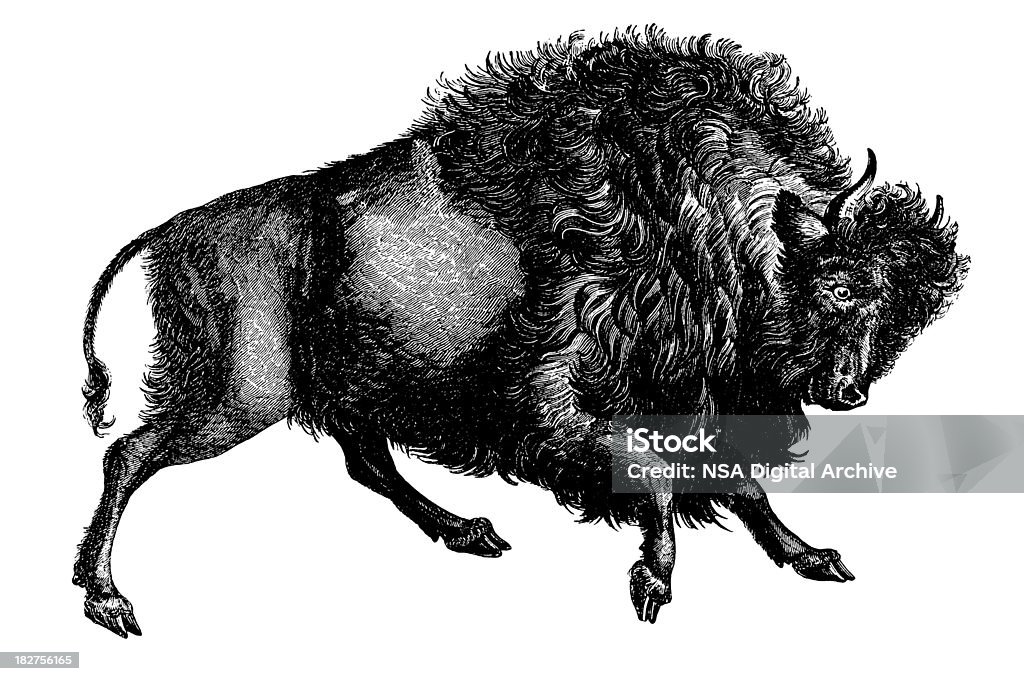 Bison Antique animaux/Illustrations - Illustration de Bison nord-américain libre de droits