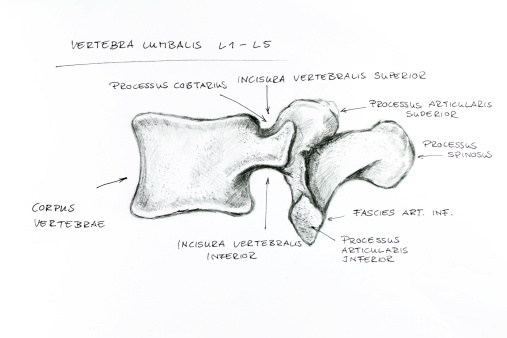 study of part of the spine