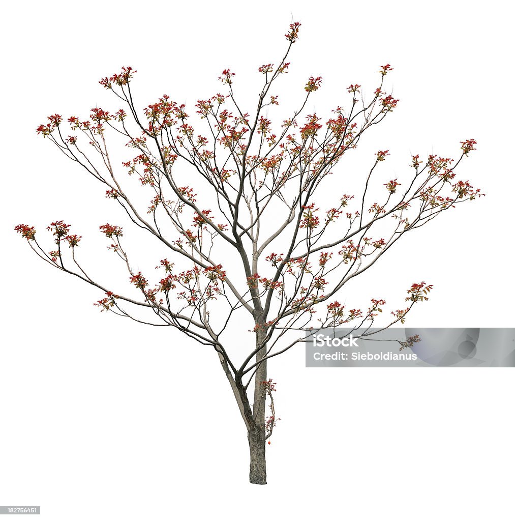 Small English walnut (Juglans regia) isolated on white in spring. Branch - Plant Part Stock Photo