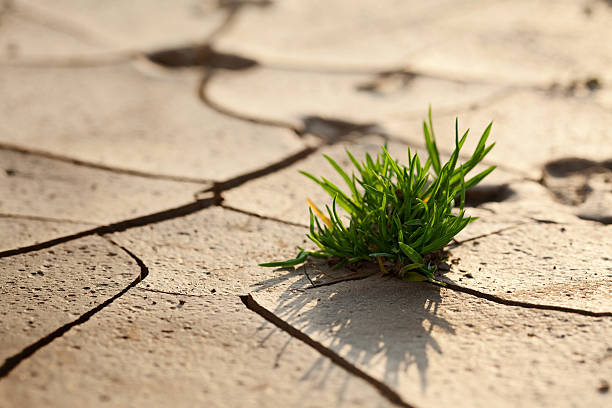 A small patch of grass sprouting between cement cracks stock photo