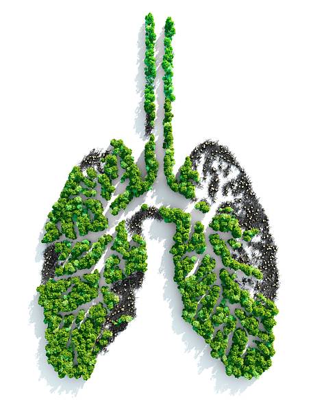 istock Lungs of the Planet 182756536
