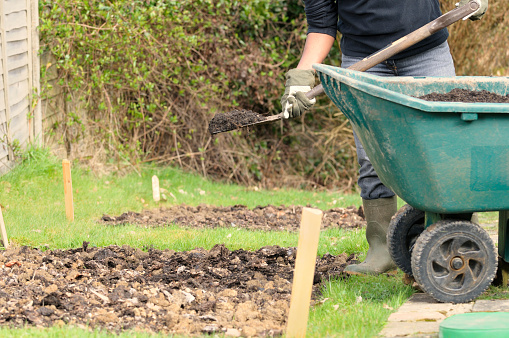 An African American transfering compost from a wheelbarrow onto a prepared vegetable patch.