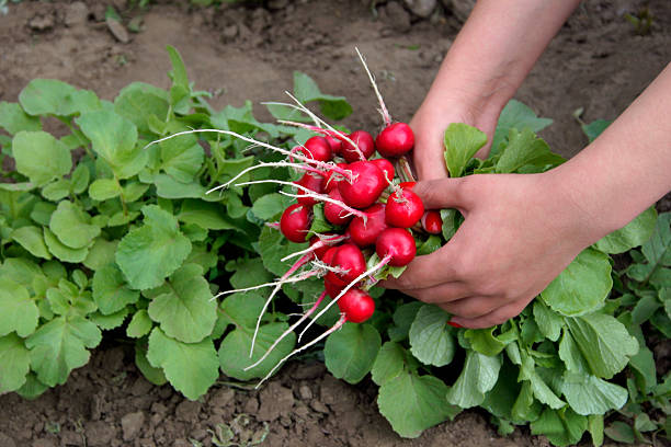 Radish