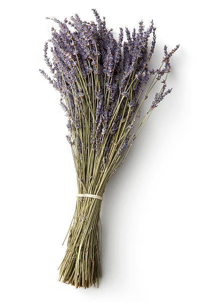 꽃: 클린싱 - lavender dried plant lavender coloured bunch 뉴스 사진 이미지