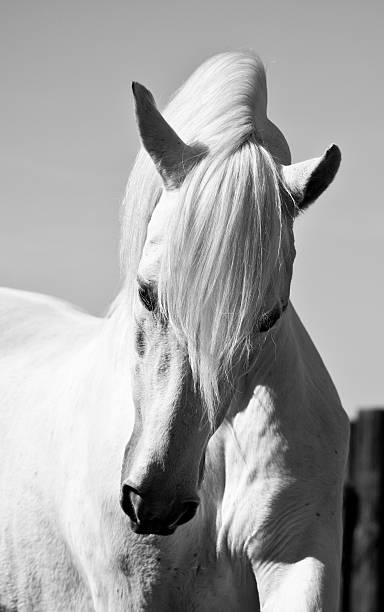 istock White Stallion Horse Andalusian BW 182756759