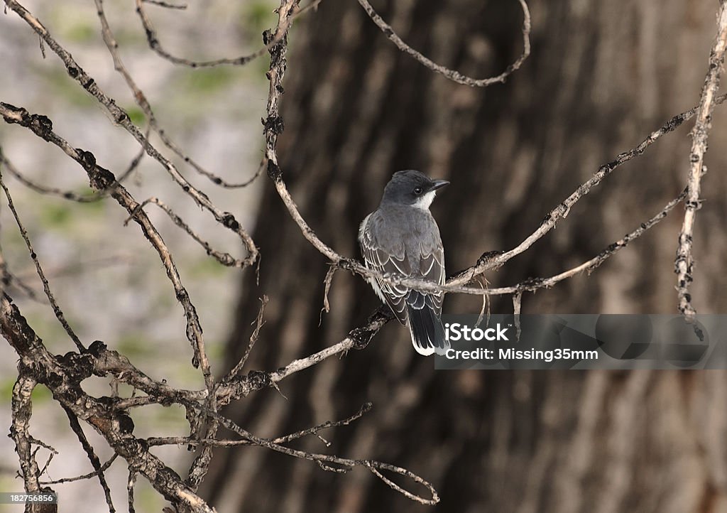 Eastern Kingbird im Wald - Lizenzfrei Ast - Pflanzenbestandteil Stock-Foto