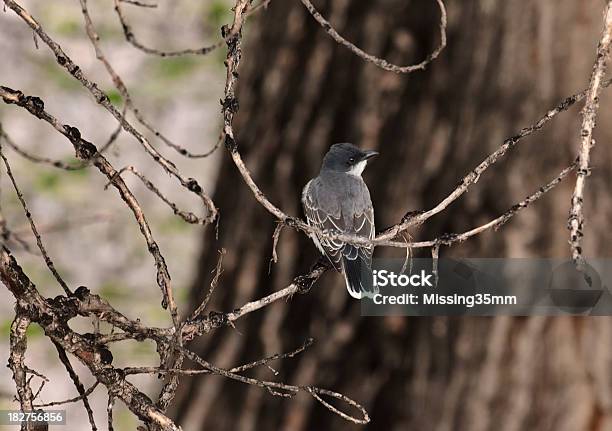 Eastern Kingbird Im Wald Stockfoto und mehr Bilder von Ast - Pflanzenbestandteil - Ast - Pflanzenbestandteil, Baum, Bildschärfe