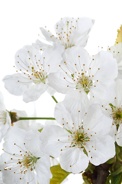 Studio shot of cherry flowers isolated on white background.