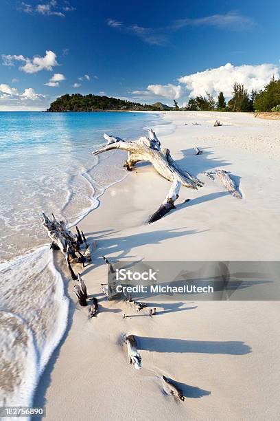 Driftwood En La Playa Del Caribe Foto de stock y más banco de imágenes de Playa - Playa, Madera a la deriva, Antigua - Islas de Sotavento