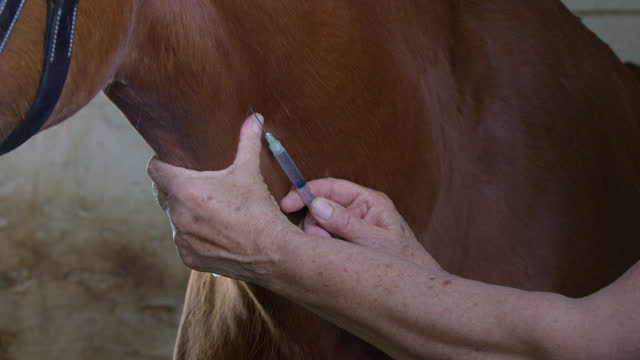 Veterinarian Woman Drawing from a Vial and Administering Medication to a Rescue Horse using a Syringe at an Animal Hospital