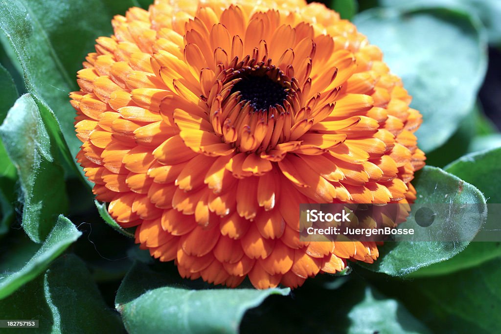 Orangefarbene Blüte von einem calendula - Lizenzfrei Baumblüte Stock-Foto