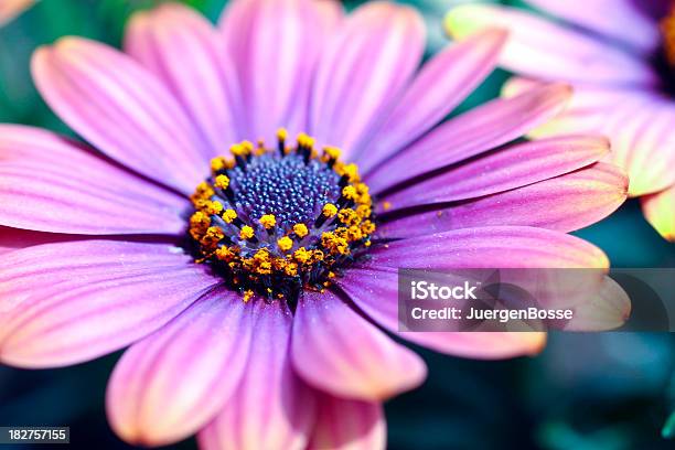 Gänseblümchenlila Stockfoto und mehr Bilder von Bildschärfe - Bildschärfe, Blume, Blüte