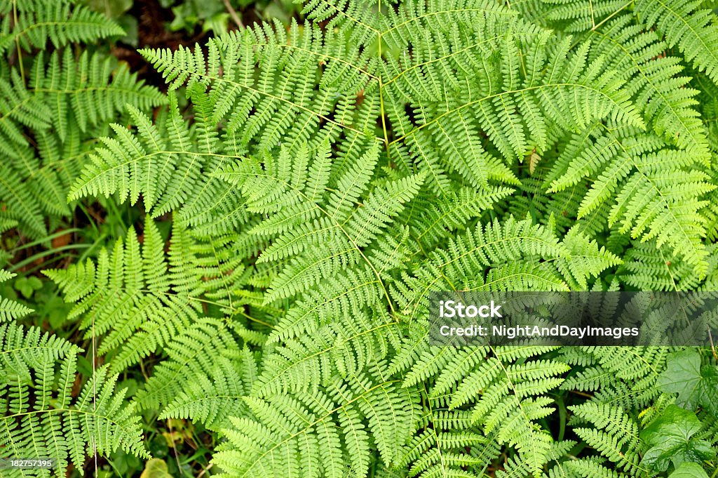 Frescos Lady Ferns - Royalty-free Feto-fêmea Foto de stock