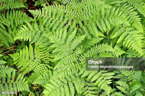 Frescos Lady Ferns - Fotografias de stock e mais imagens de Feto-fêmea - Feto-fêmea, Renda, Samambaia