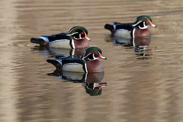 male wooducks in springtime