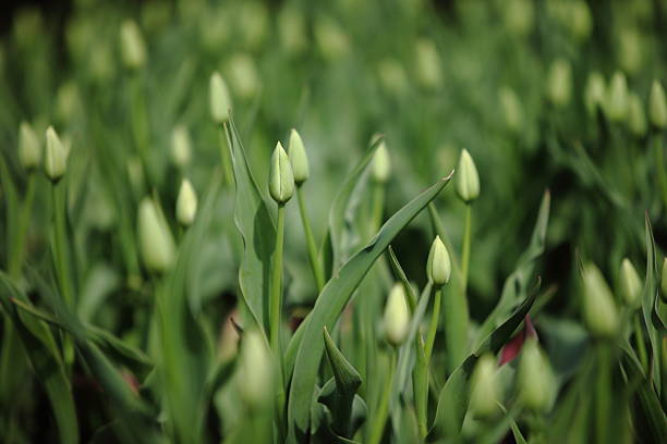 istock Tulip buds in morning light Size XXXL 182757430