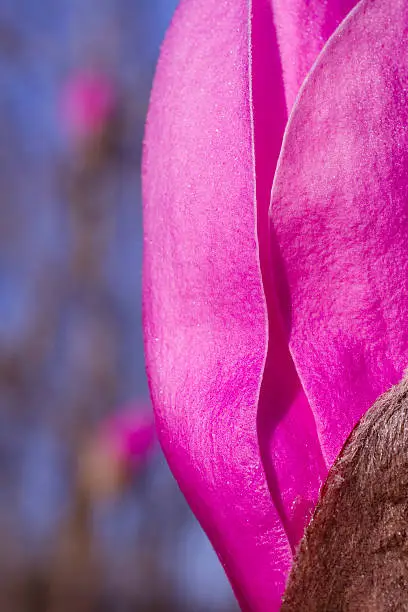 "Close-Up Of Pink Spring Bloom,Tulip Magnolia Tree, Vertical"