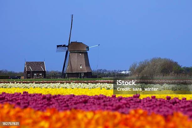튤립 및 윈드밀 맑은 날 In The Netherlands 0명에 대한 스톡 사진 및 기타 이미지 - 0명, 개체 그룹, 고대비