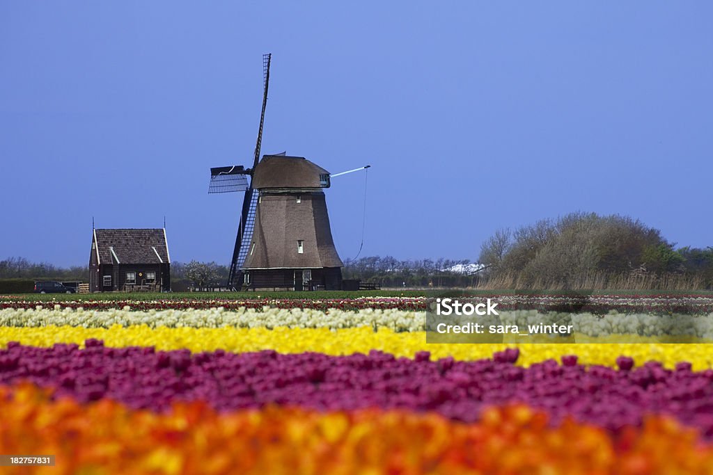 Tulipas e moinho de vento em um dia ensolarado na Holanda - Foto de stock de Agricultura royalty-free