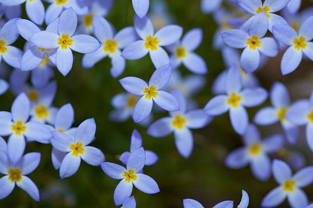 Bluets – Foto