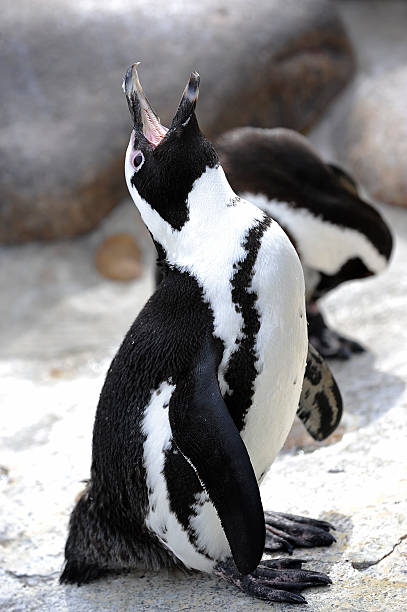 Pingwin – zdjęcie