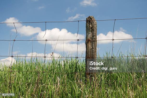 Fencepost 国の長い芝生 - ひびが入ったのストックフォトや画像を多数ご用意 - ひびが入った, イネ科, サビ菌