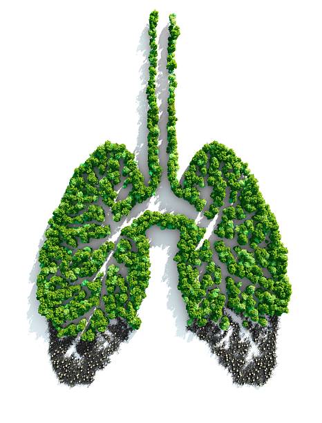 istock Lungs of the Planet 182757920