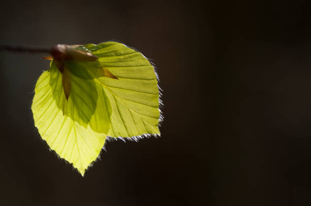 neue blätter von buche - beech leaf isolated leaf new stock-fotos und bilder