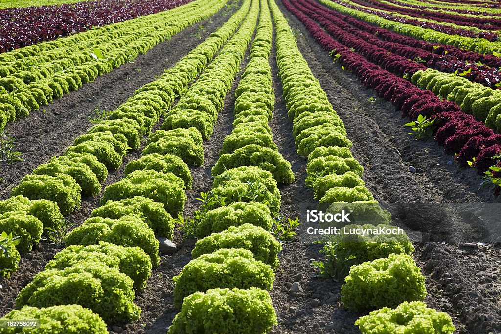 Feld voll Salate. - Lizenzfrei Blau Stock-Foto