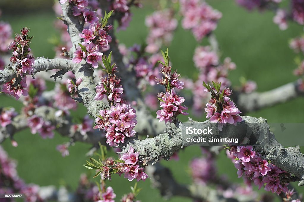 Персиковое дерево цветы - Стоковые фото Без людей роялти-фри