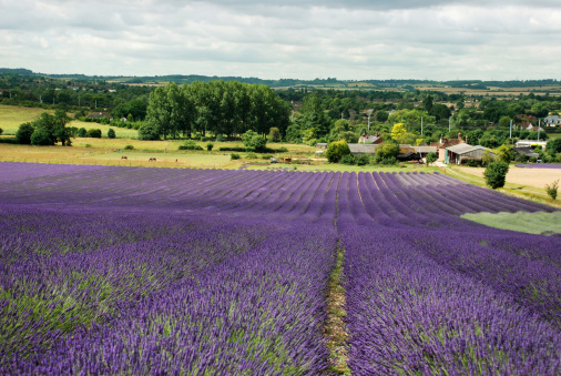 Large lavender field with a green british country side landscape.
