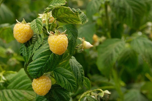 zbliżenie złoty maliny dojrzewania na winorośli - raspberry berry vine berry fruit zdjęcia i obrazy z banku zdjęć